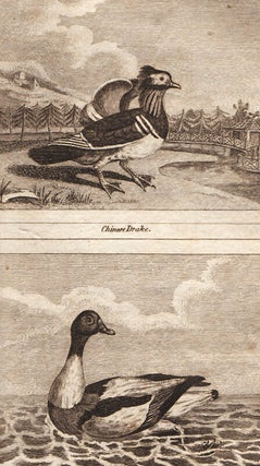 Item #1037 Natural History of Birds, Fish, Insects and Reptiles. Embellished with upwards of two...