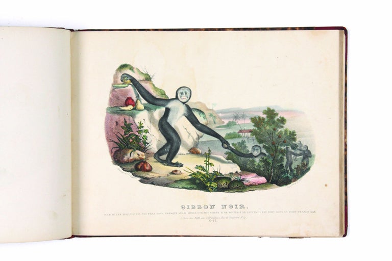 Item #1745 Collection d’Animaux. [Labelled:] Histoire naturelle… Ensemble de 41...